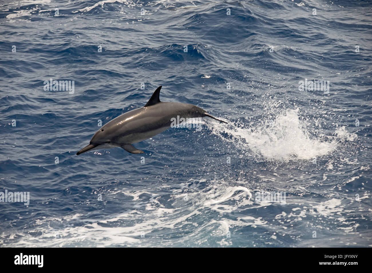 Clymene dolphin, Stenella clymene, leaping clear of the water Stock Photo