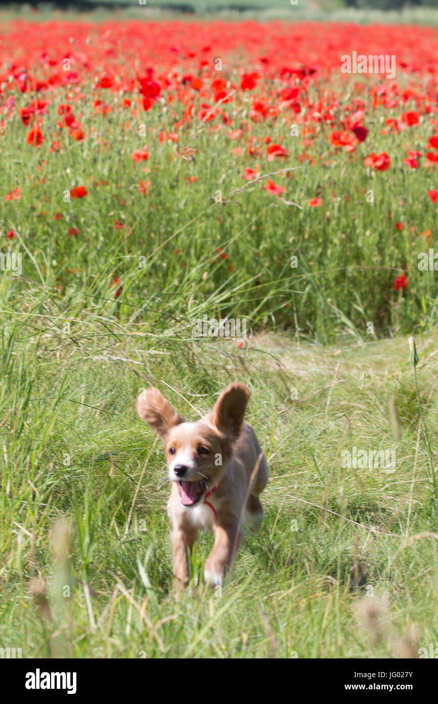 Poppy runs hi-res stock photography and images - Alamy