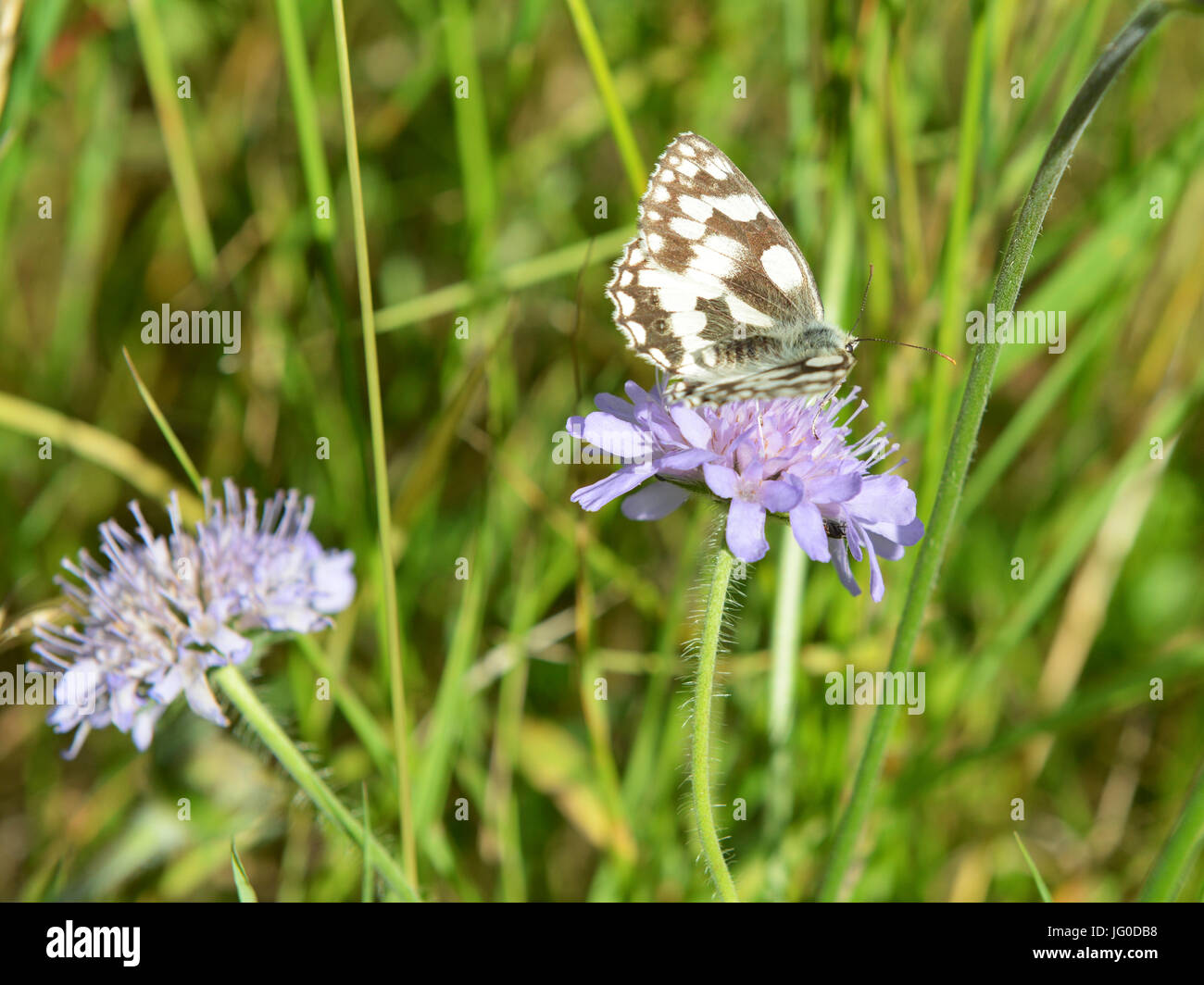 Reigate, UK. 03rd July, 2017. UK Weather: Butterflies on Colley Hill, Surrey. A Melanargia galathea Marbled White Butterfly feeds on Field Scabious flowers in a meadow on the slopes of the North Downs at Colley Hill, Surrey. Monday 3rd July 2017. Photo: Credit: Lindsay Constable/Alamy Live News Stock Photo