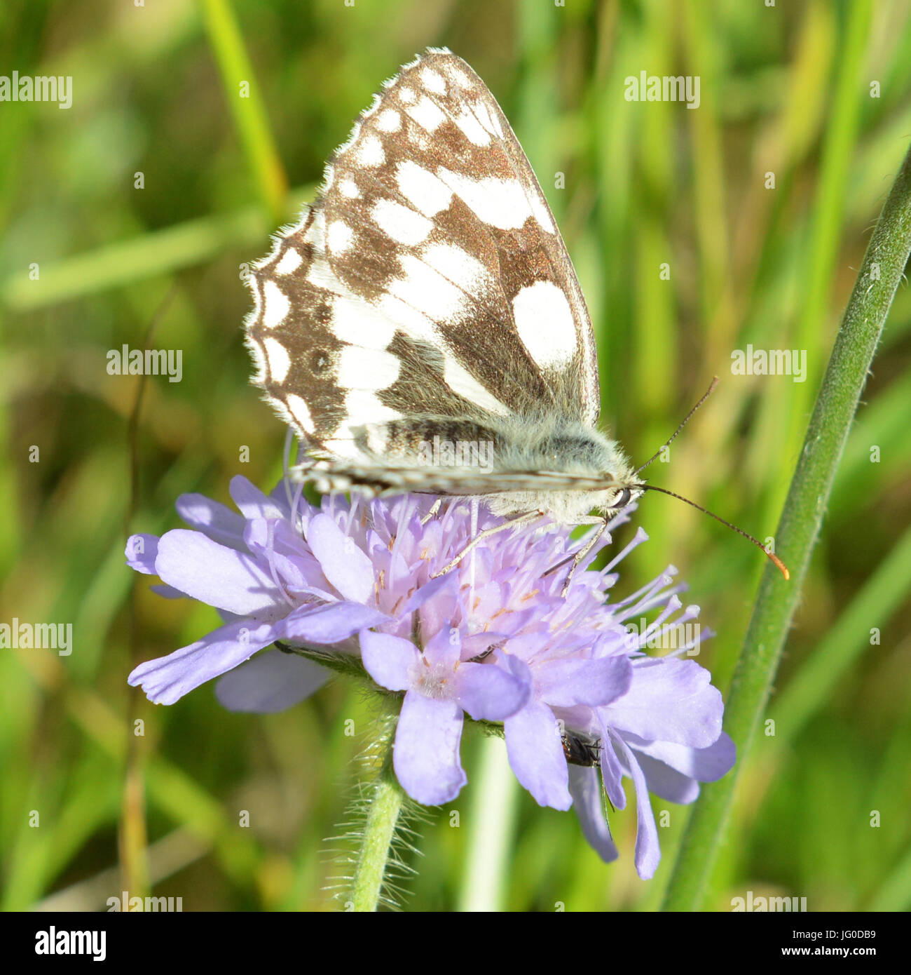 Reigate, UK. 03rd July, 2017. UK Weather: Butterflies on Colley Hill, Surrey. A Melanargia galathea Marbled White Butterfly feeds on Field Scabious flowers in a meadow on the slopes of the North Downs at Colley Hill, Surrey. Monday 3rd July 2017. Photo: Credit: Lindsay Constable/Alamy Live News Stock Photo
