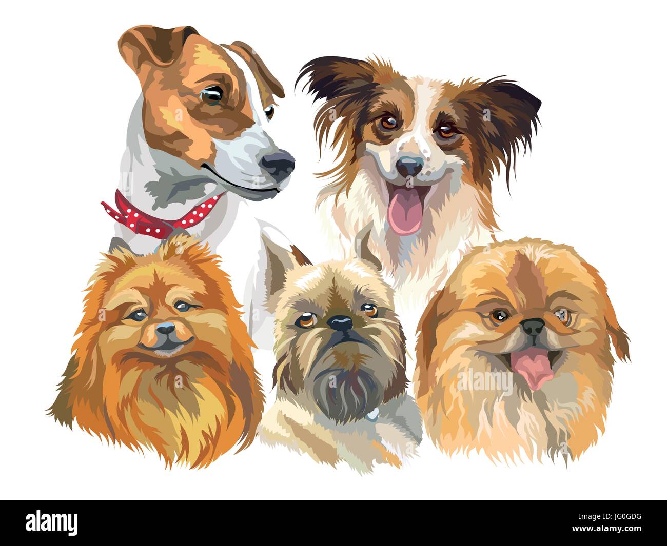 Set of colorful vector portraits of small size dog breeds (jack Russel terrier, papillon, small pomeranian, brussels griffon; Pekingese) isolated on w Stock Vector