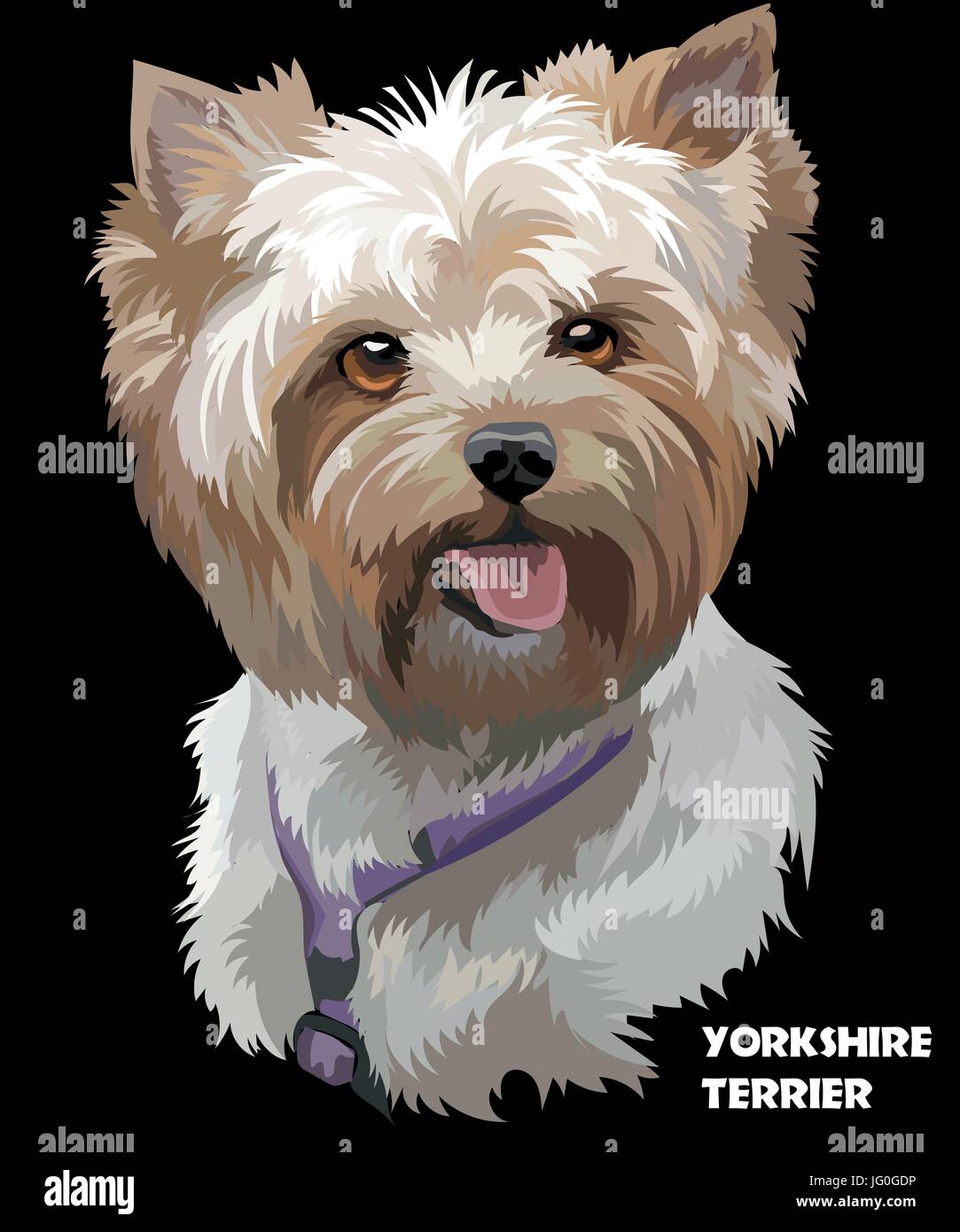 Vector Portrait of Yorkshire Terrier in diferent color Illustration on black background Stock Vector