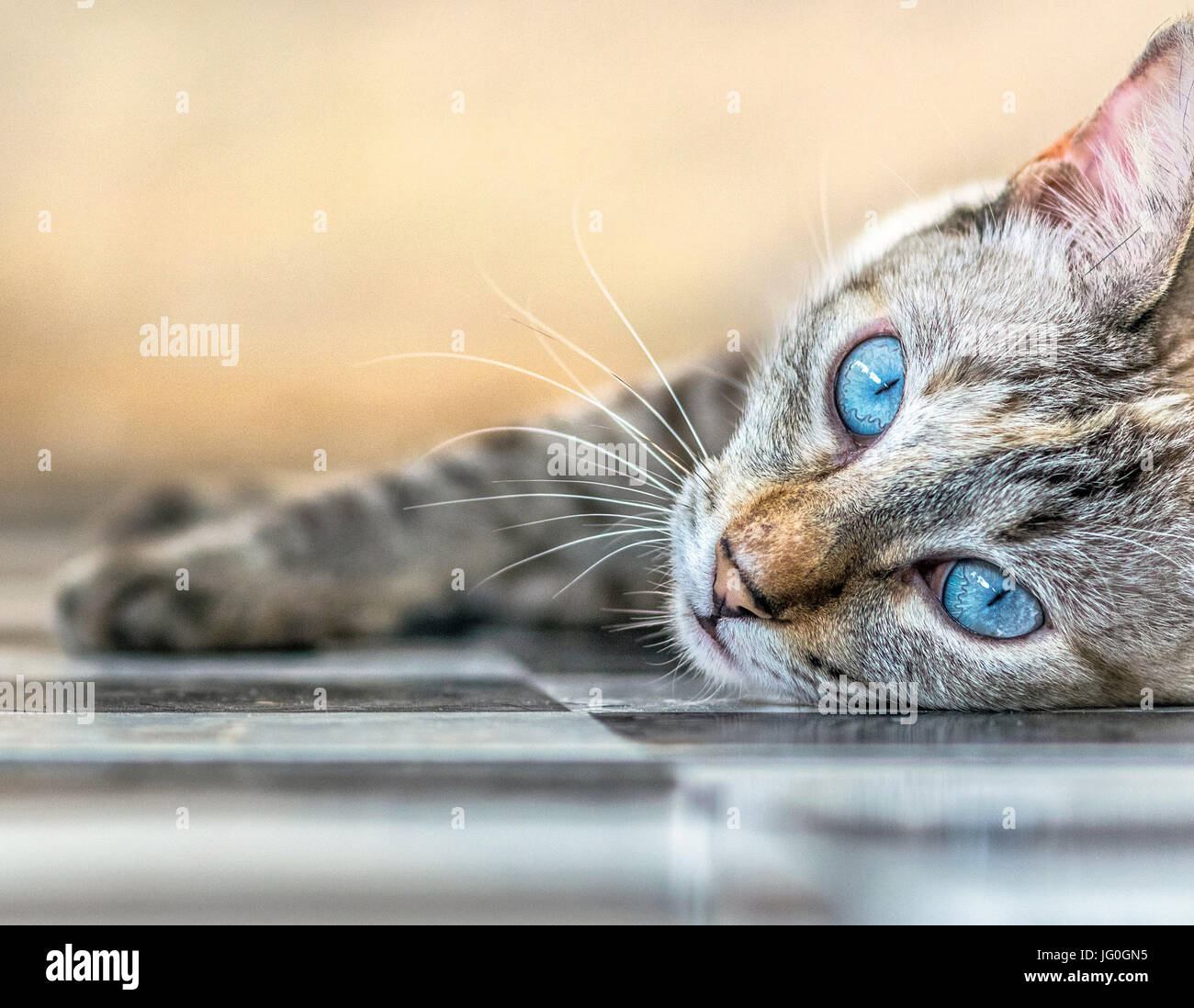 Scaredy kat hi-res stock photography and images - Alamy