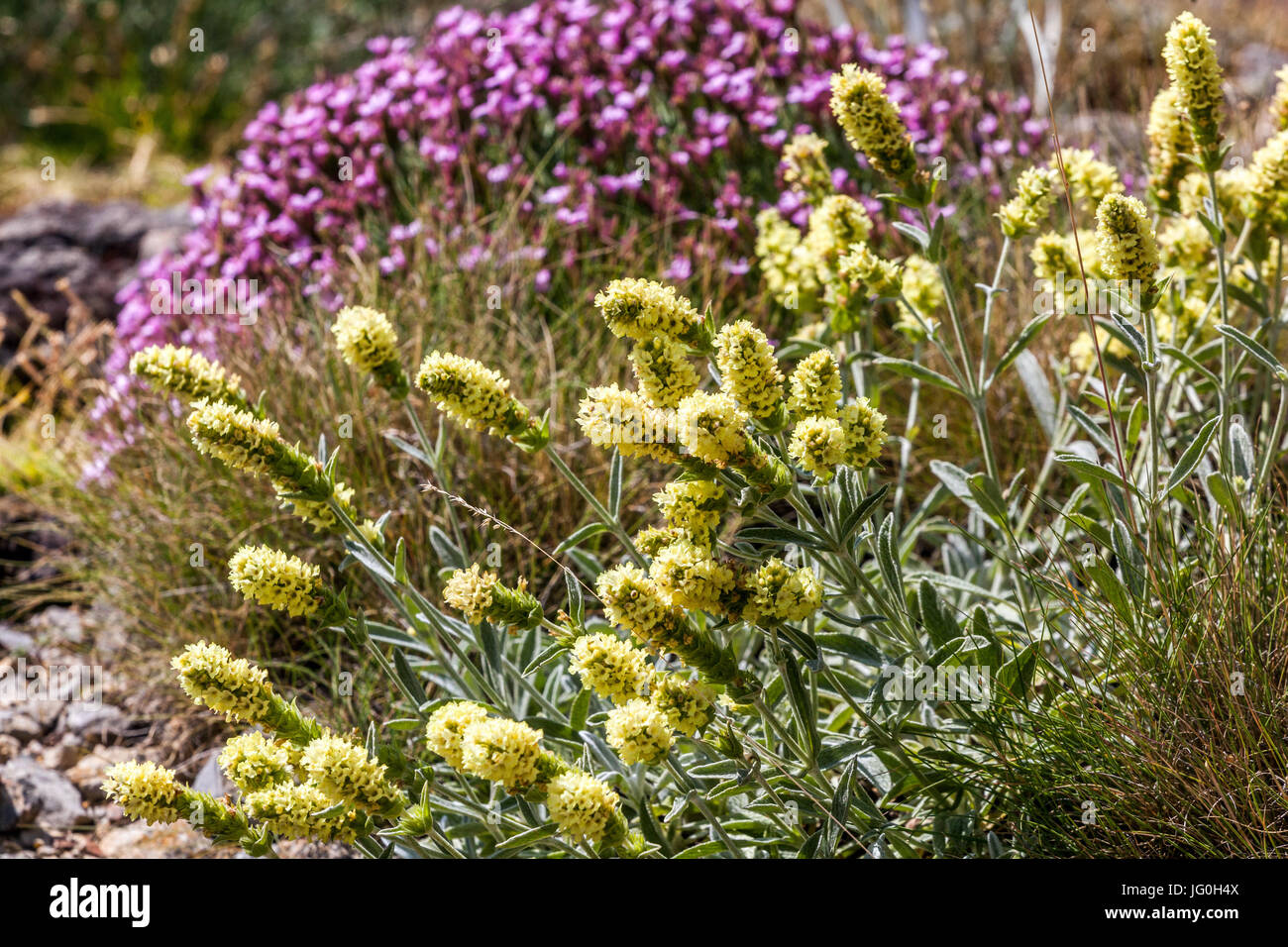 Sideritis syriaca, Ironwort and background Acantholimon glumaceum on dry rockery hardy perennial flowers Stock Photo