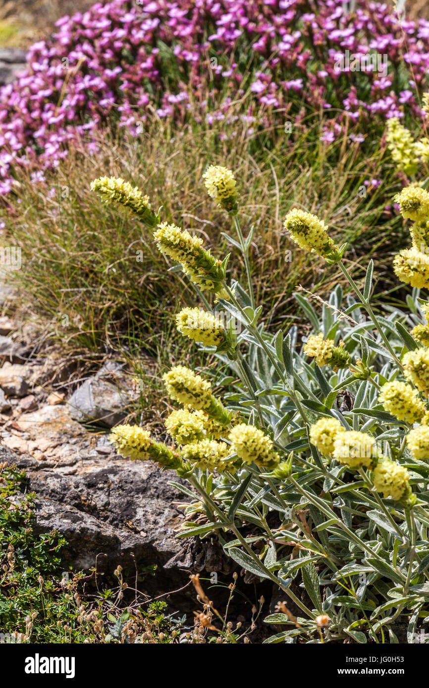 Sideritis syriaca, Ironwort and background Acantholimon glumaceum on dry rockery hardy perennials flowers Stock Photo