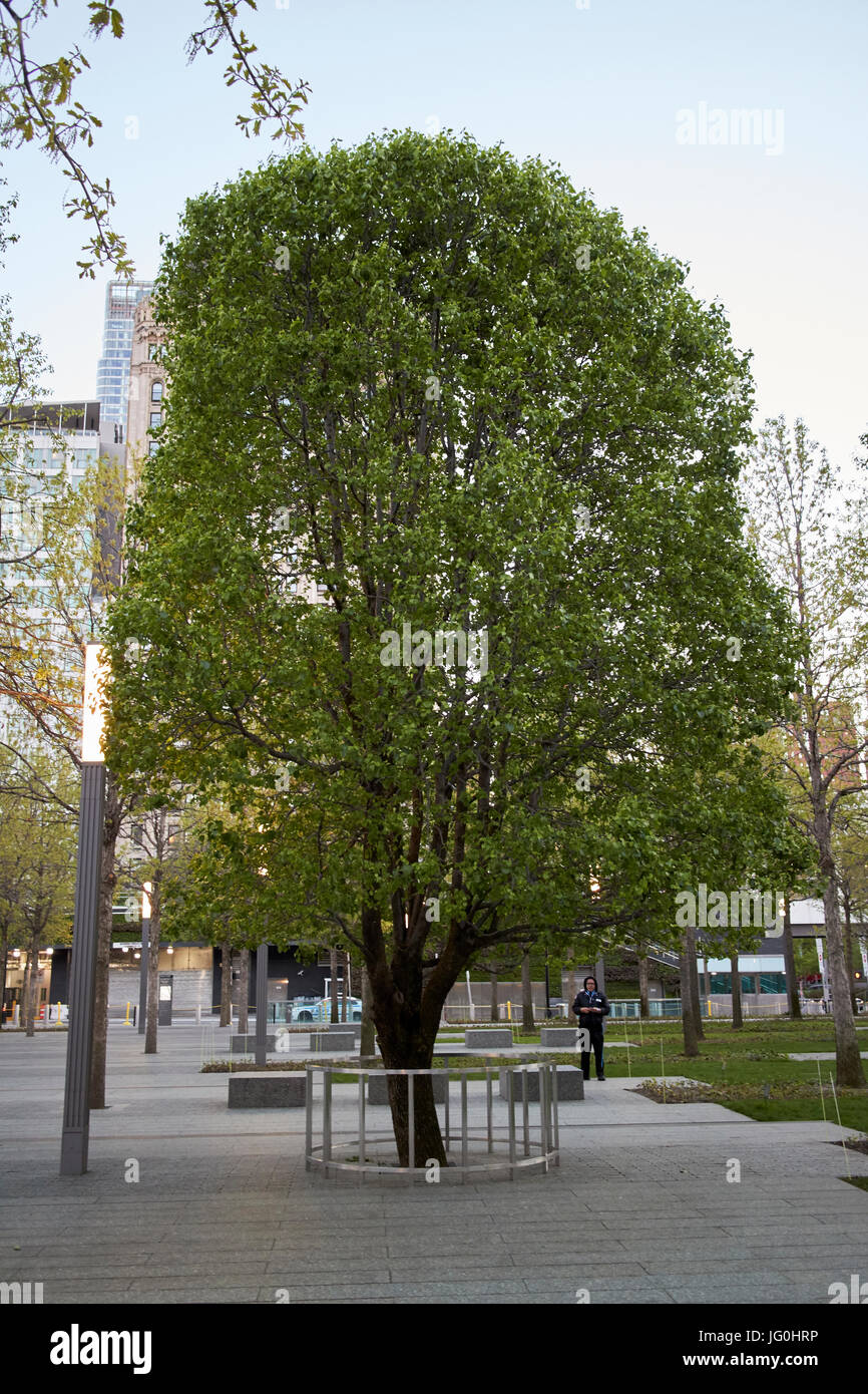 callery pear survivor tree at the national september 11th memorial site world trade center New York City USA Stock Photo