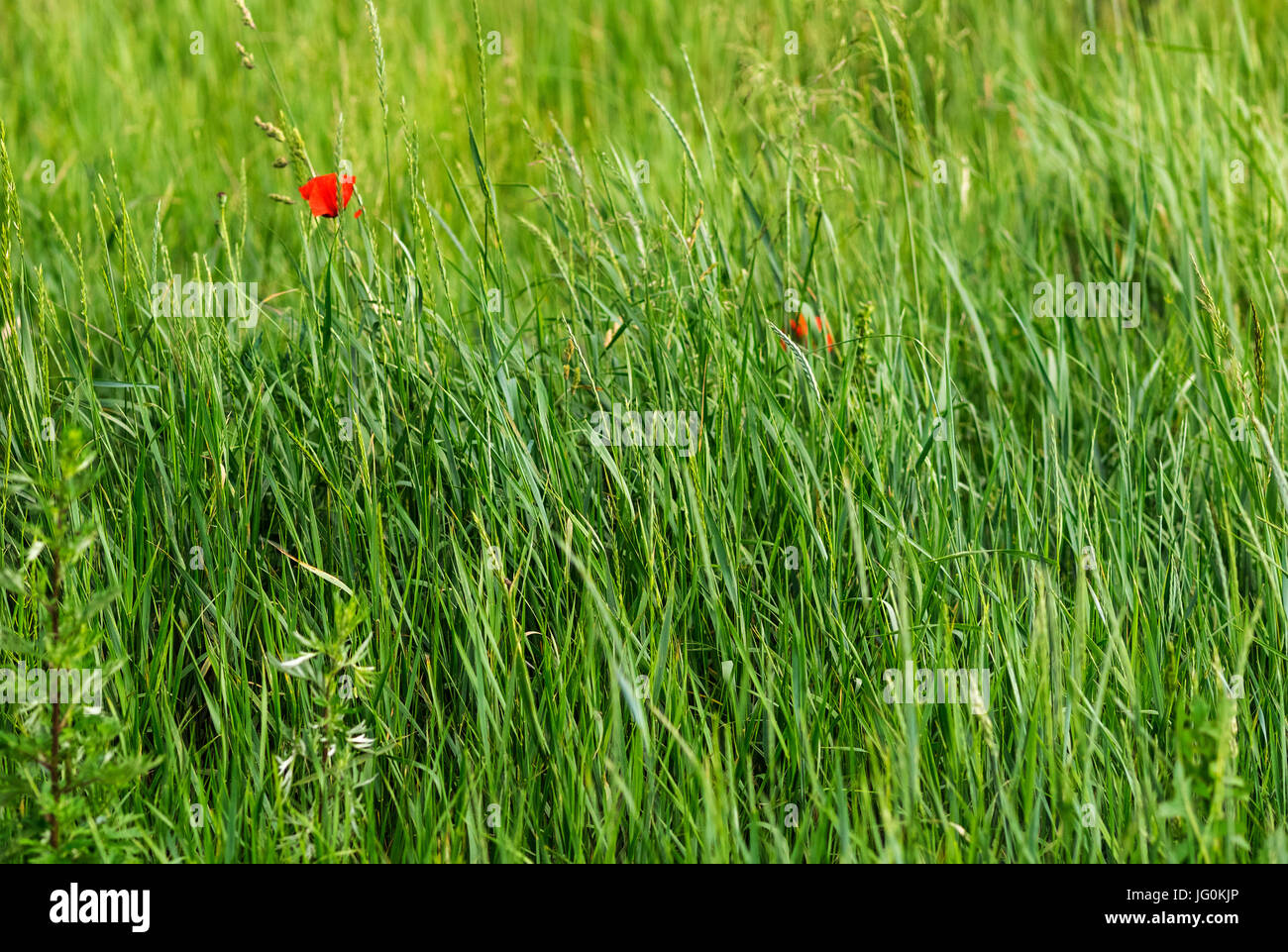 Single red poppy flowers Stock Photo - Alamy