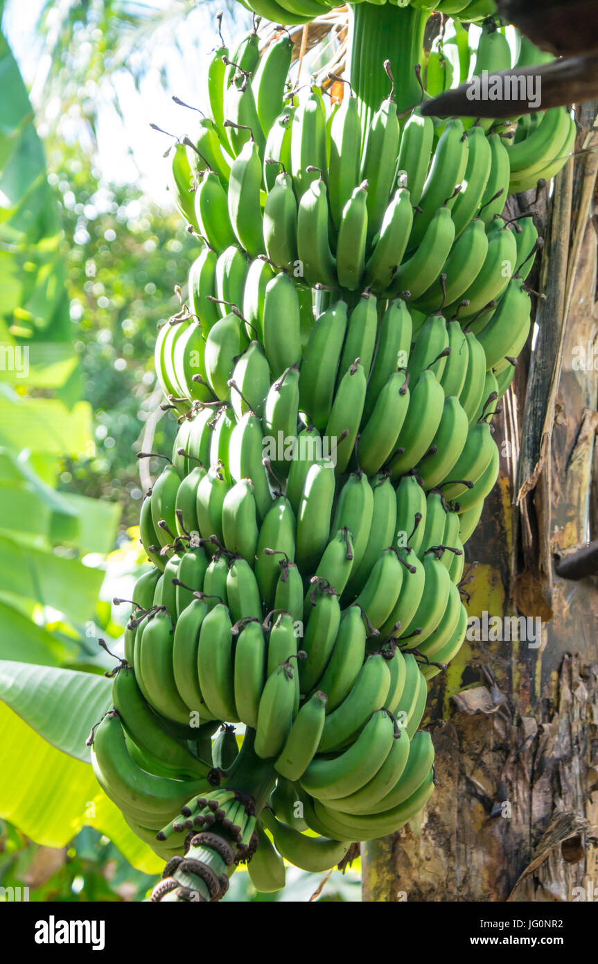 green bananas growing on a tree Stock Photo