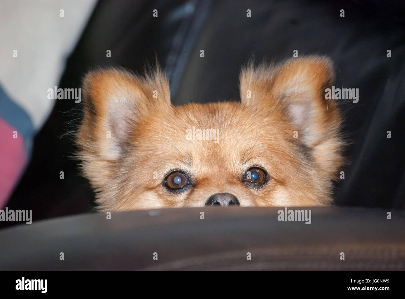 Pomeranian dog peeking at camera with big eyes Stock Photo