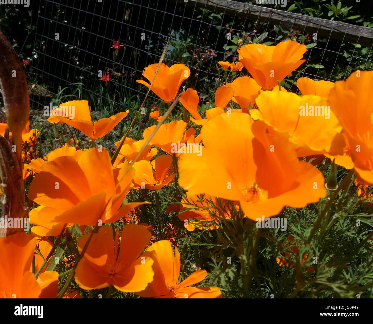Orange California Poppies Stock Photo