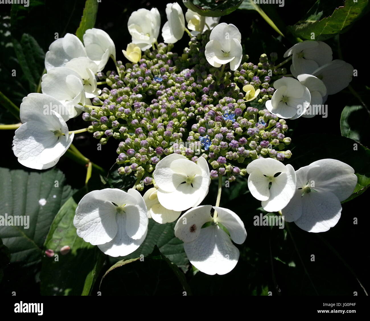 White Hydrangea Flower High Resolution Stock Photography and Images - Alamy