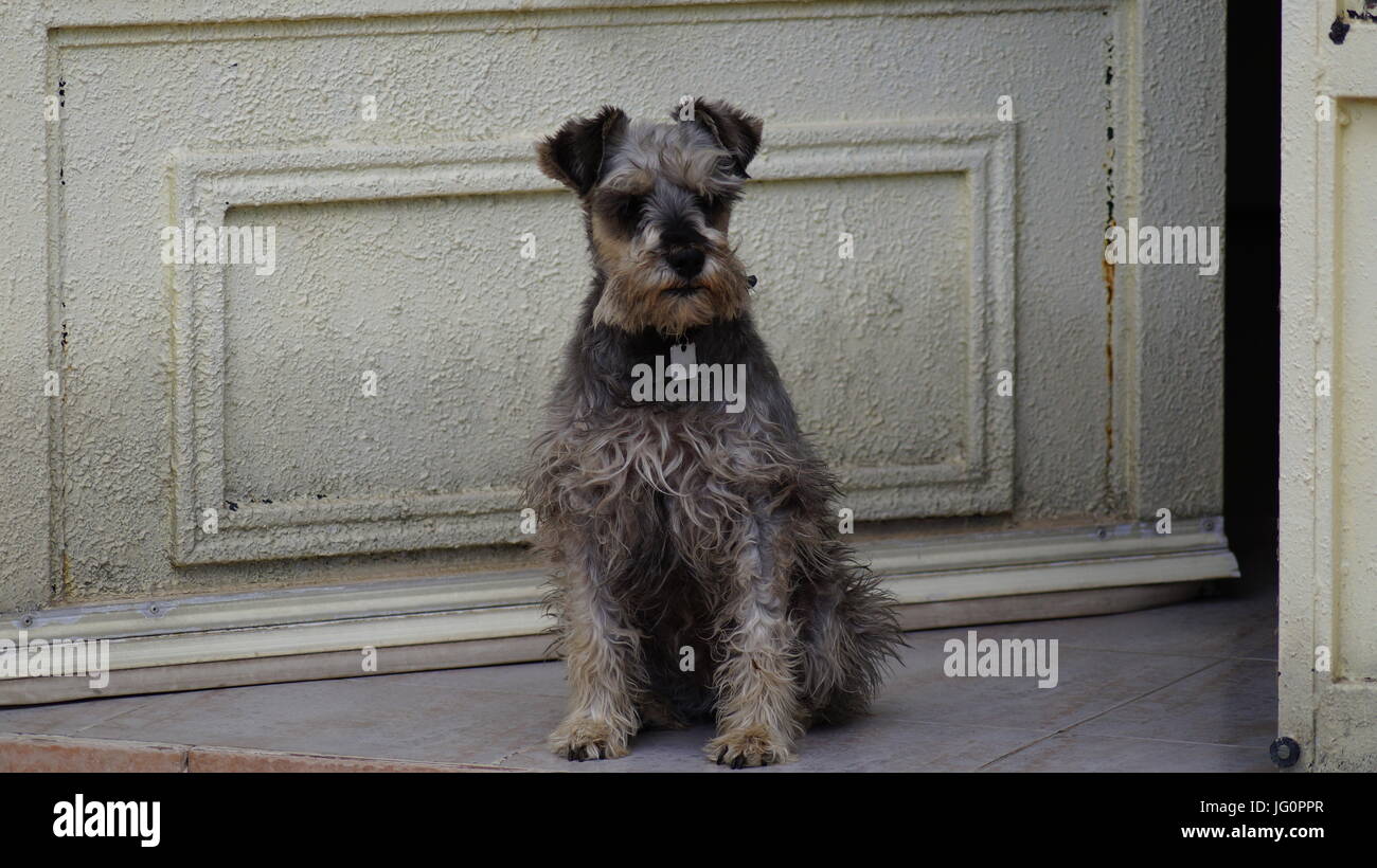 En un hogar una mascota complementa nuestras vidas, los Schnauzers son perritos que cuidan sin temor la casa. Stock Photo