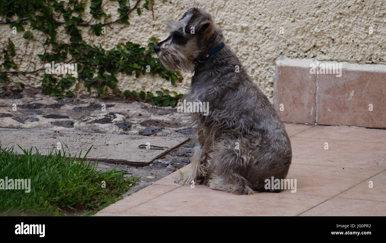 En un hogar una mascota complementa nuestras vidas, los Schnauzers son perritos que cuidan sin temor la casa. Stock Photo