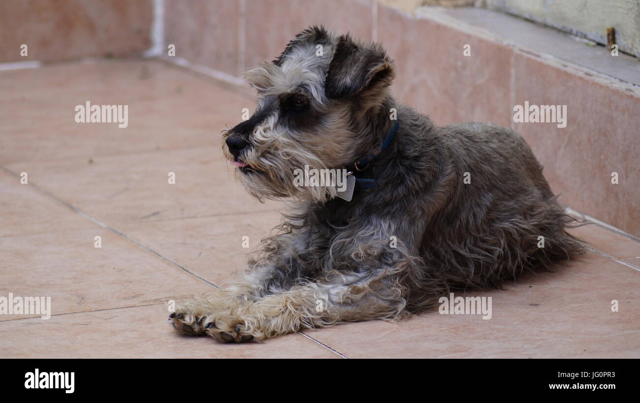 En un hogar una mascota complementa nuestras vidas, los Schnauzers son perritos que cuidan sin temor la casa. Stock Photo