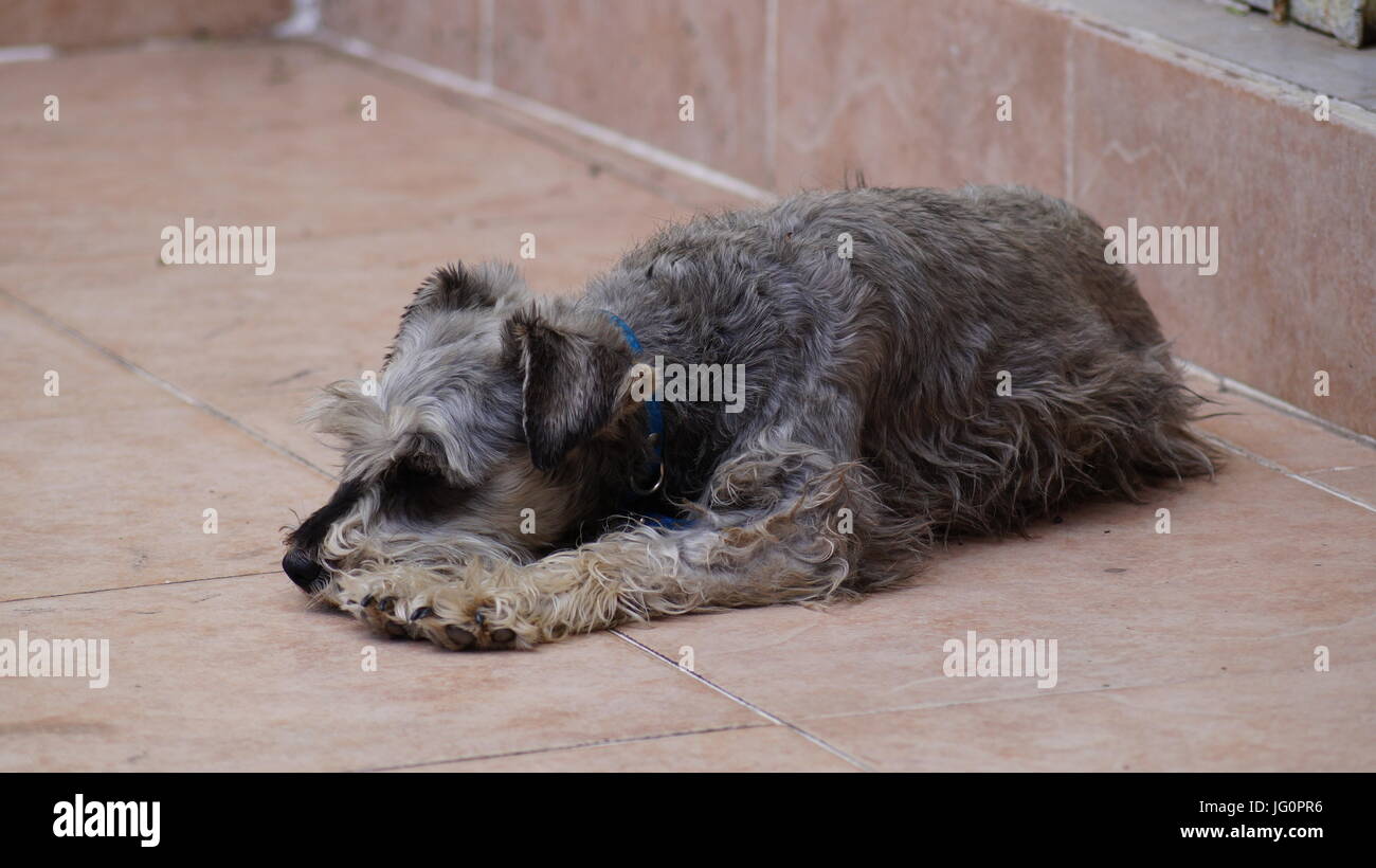 En un hogar una mascota complementa nuestras vidas, los Schnauzers son perritos que cuidan sin temor la casa. Stock Photo
