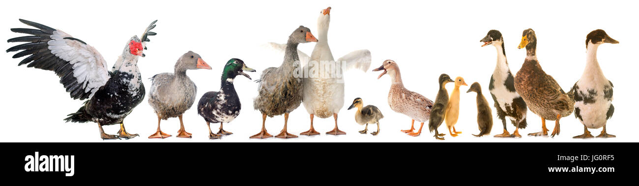 gouses and ducks in front of white background Stock Photo