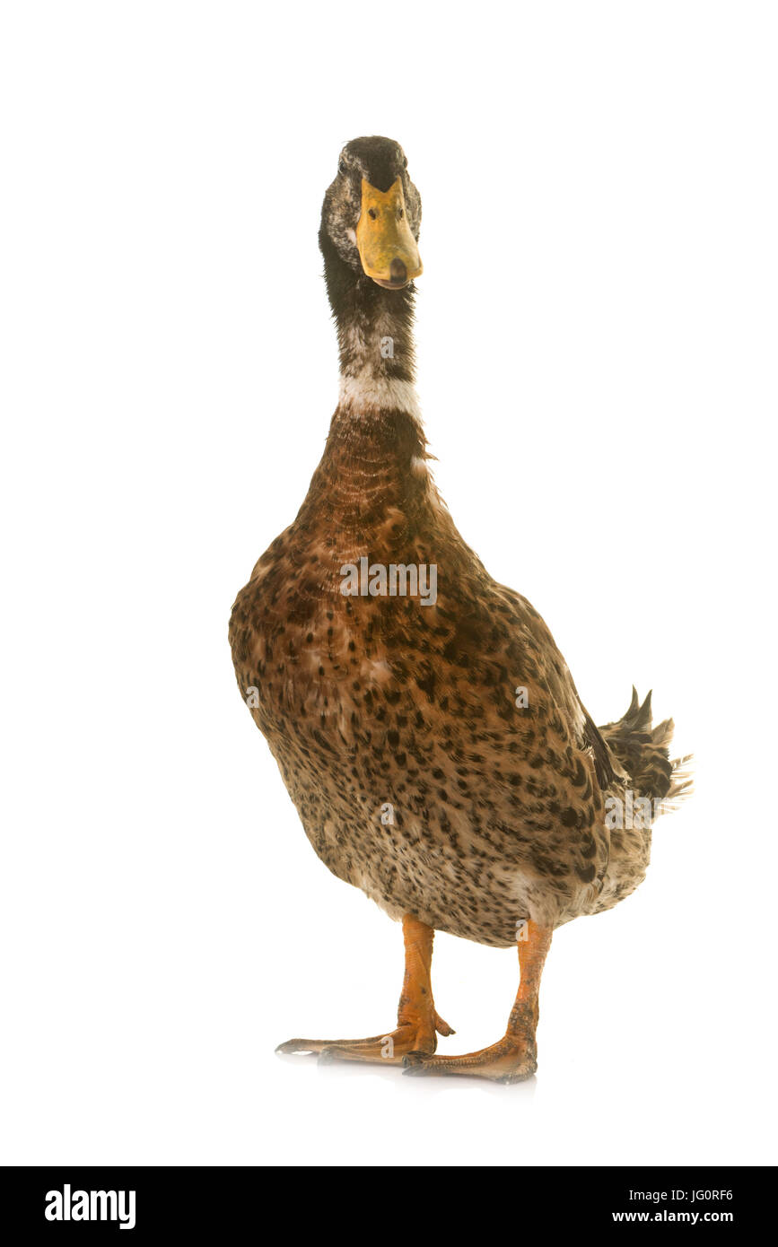 Rouen duck hi-res stock photography and images - Alamy