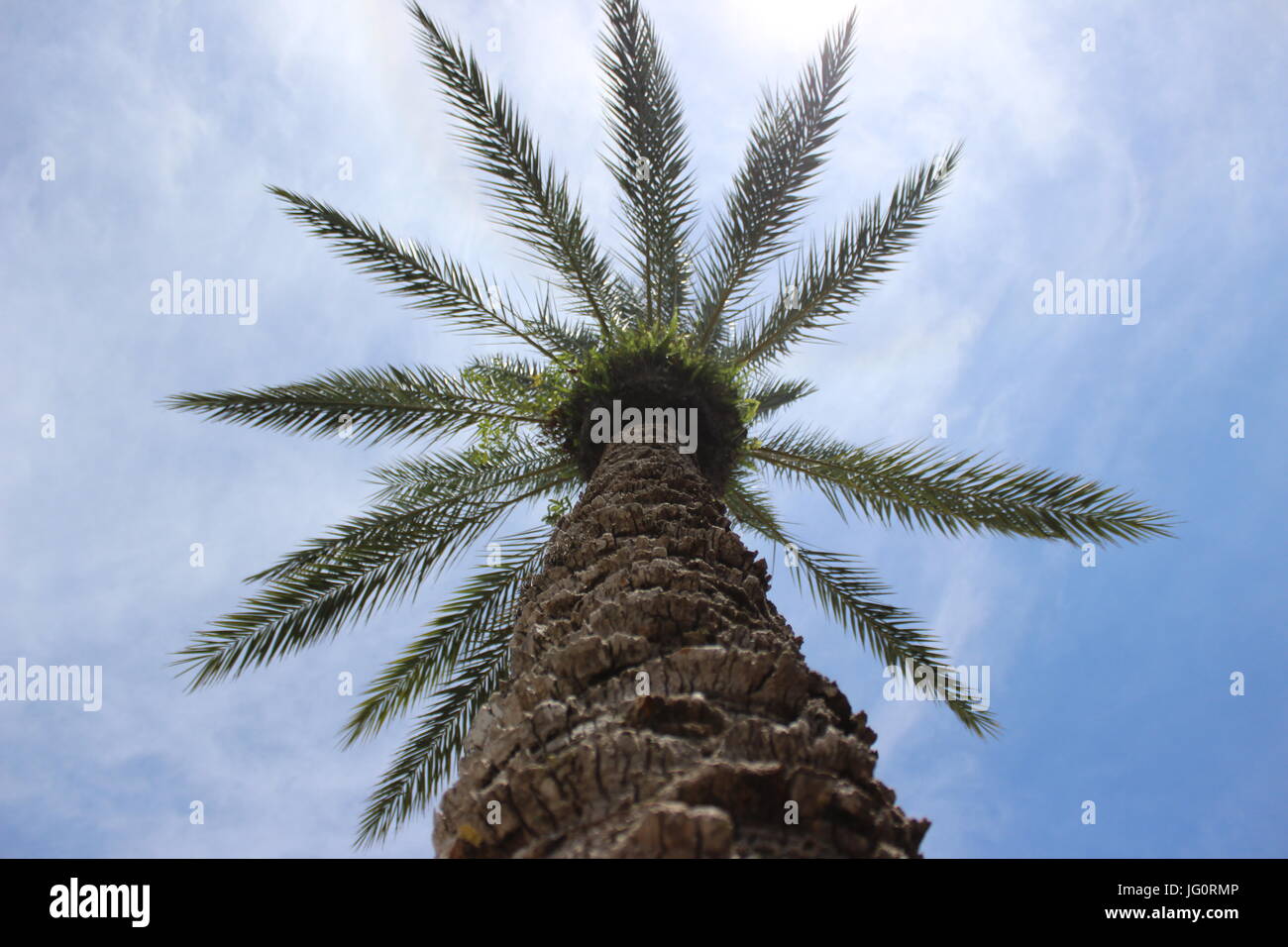 Palm Tree Shade Stock Photo Alamy