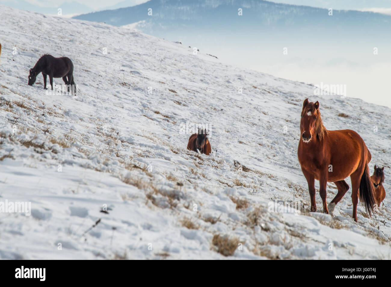 wild horses Stock Photo