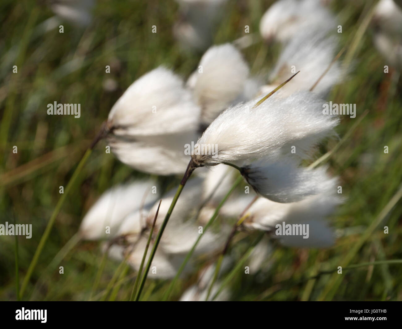 Bog Cotton (Eriophorum angustifolium) in the breeze Stock Photo