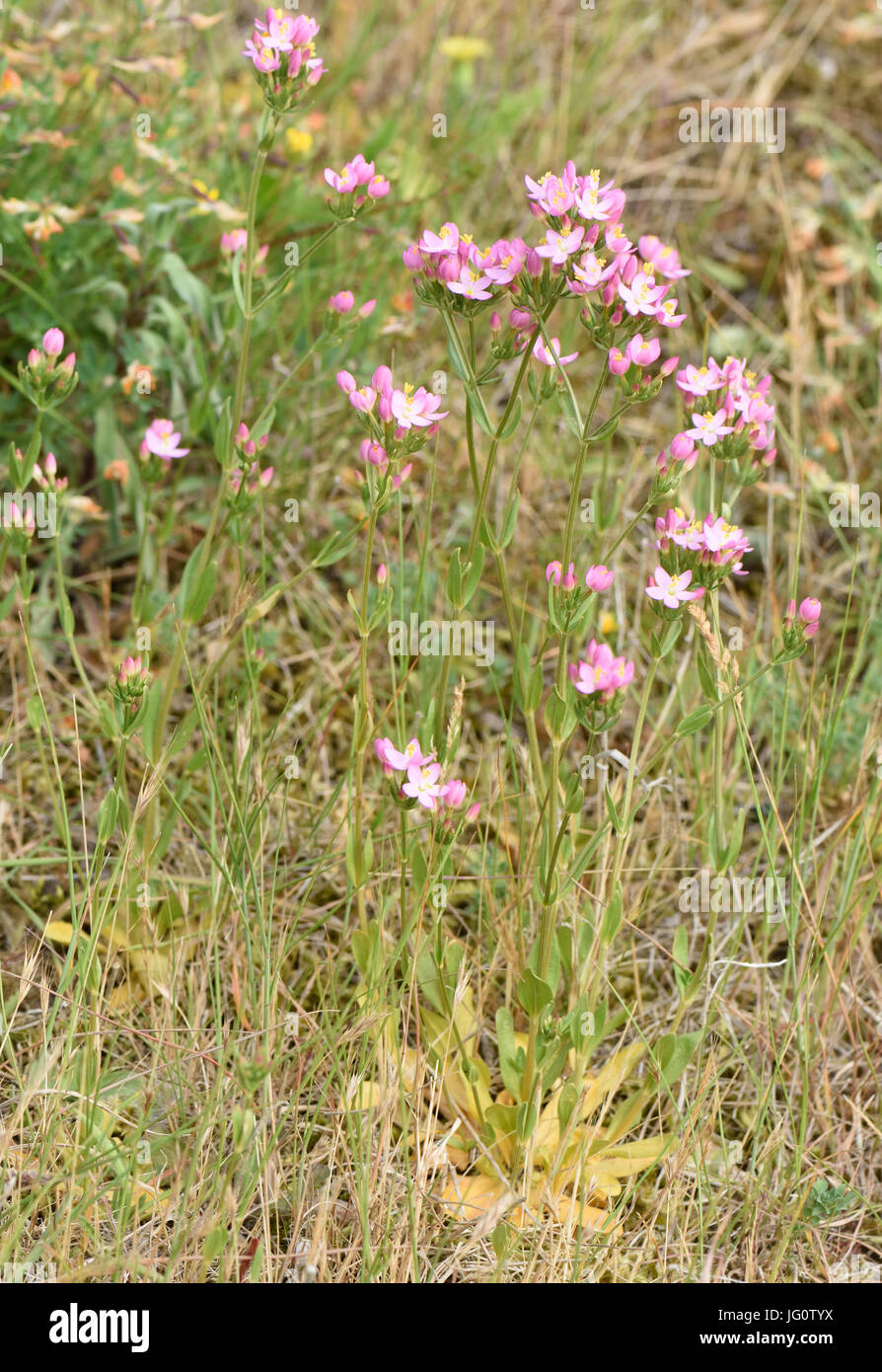 Flowers of common centaury (Centaurium erythraea). Bedgebury Forest, Kent, UK. Stock Photo