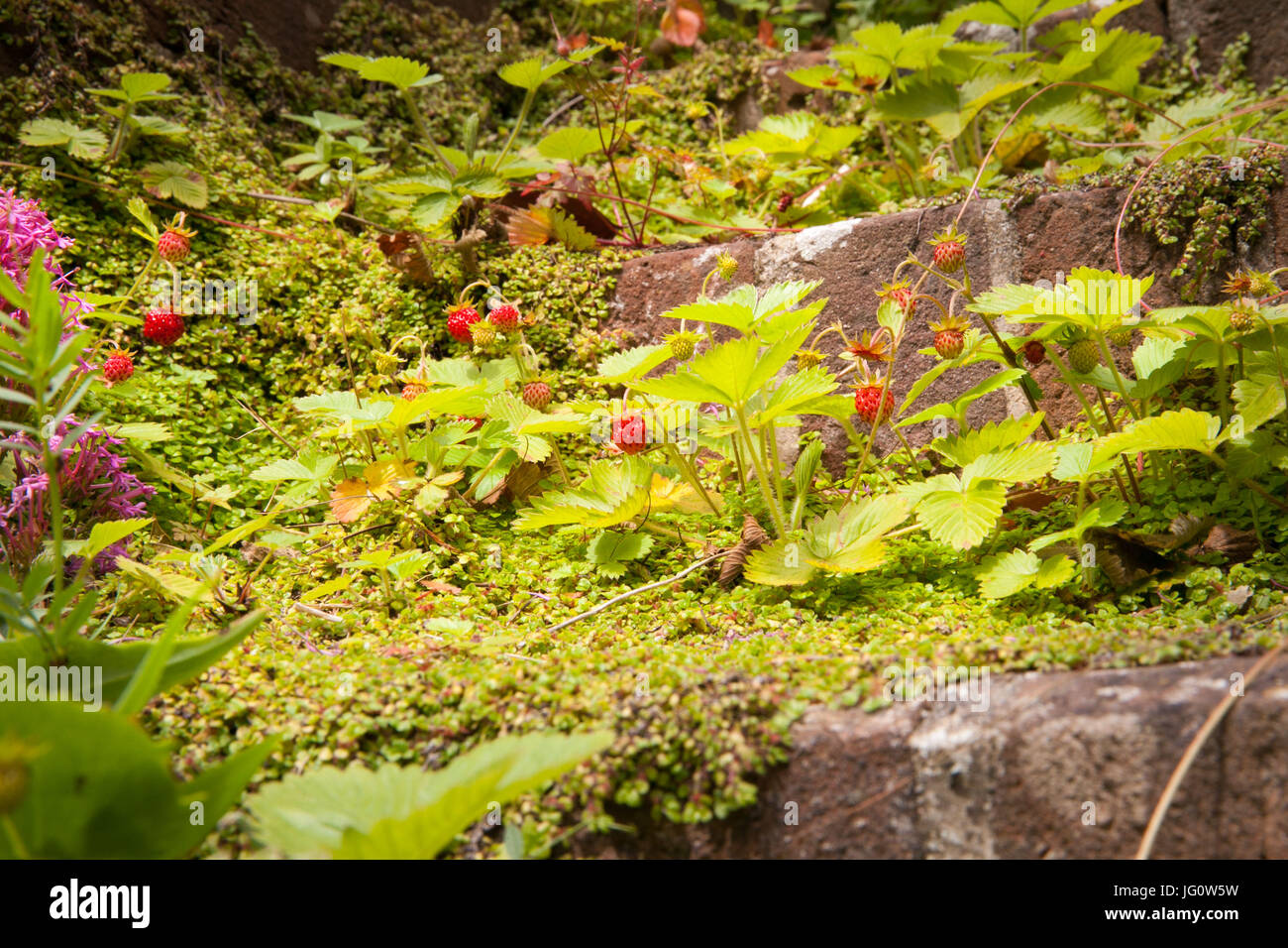 wild strawberries growing on steps in an English country garden Stock ...