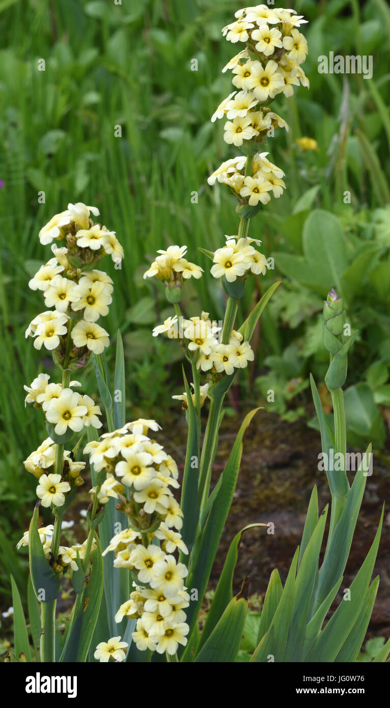 Pale yellow flowers of the garden plant Sisyrinchium stratium. Bedgebury Forest, Kent, UK. Stock Photo