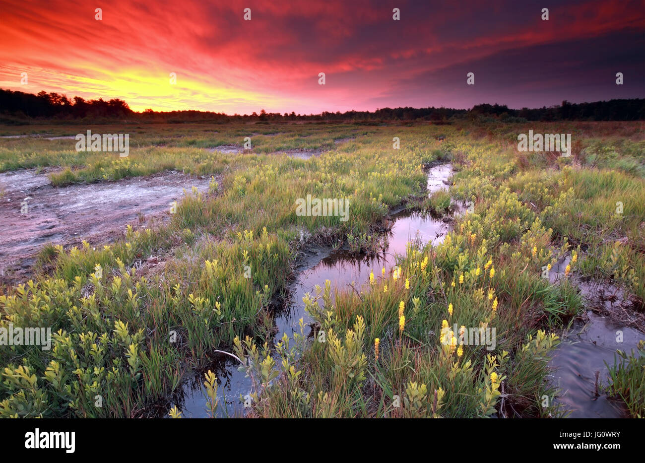 dramatic fire sunrise over moosland with bog asphodel flowers Stock Photo