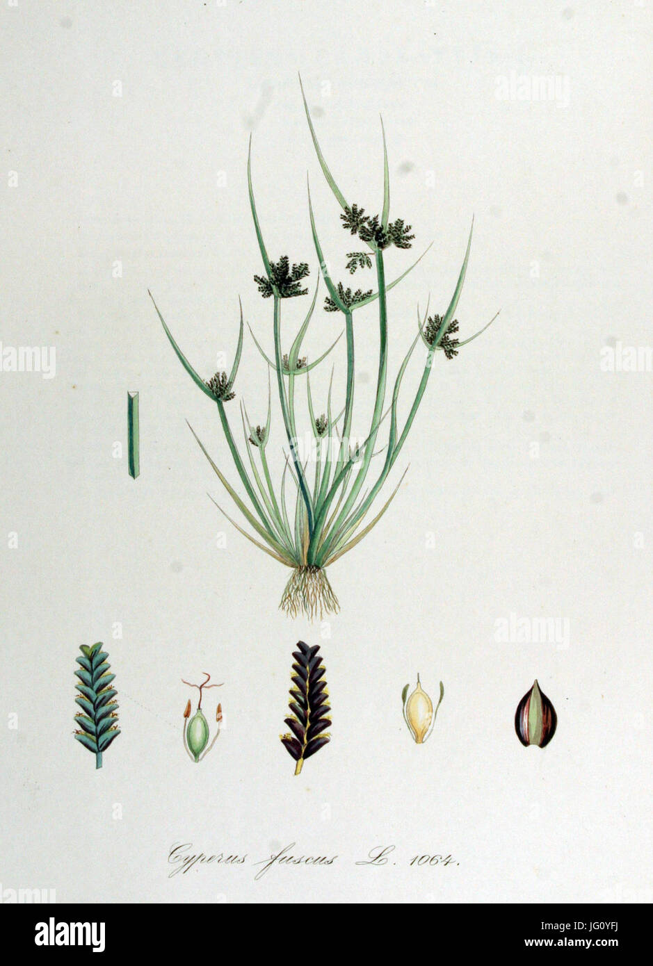 Cyperus fuscus   Flora Batava   Volume v14 Stock Photo