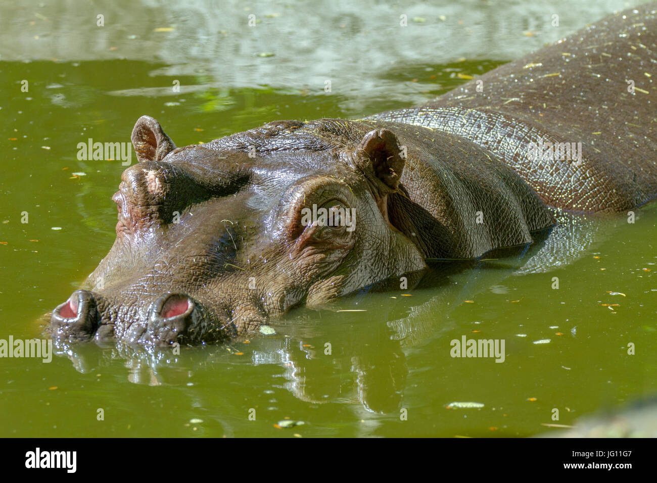 Image of a large mammal of a wild animal, hippopotamus in water Stock Photo  - Alamy