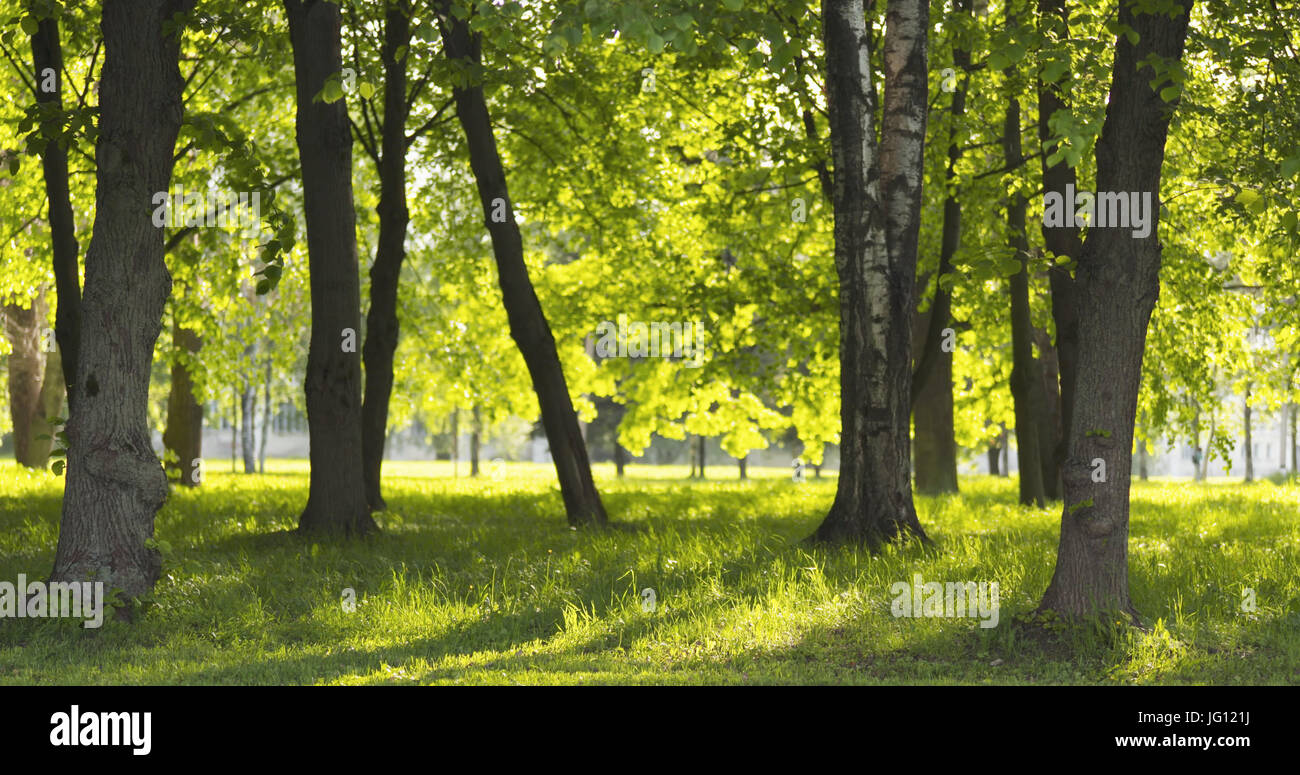 birch in park in summer sunny day, wide photo Stock Photo - Alamy