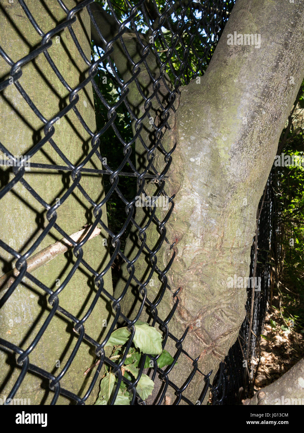 Wire mesh fencing engulfed by growing tree Stock Photo