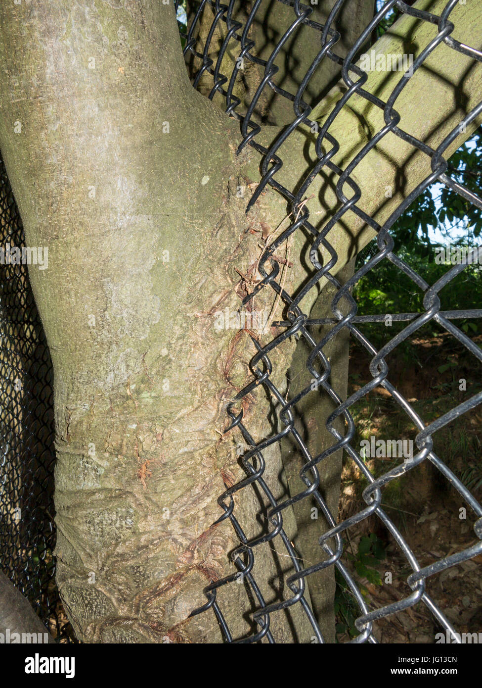 Wire mesh fencing engulfed by growing tree Stock Photo