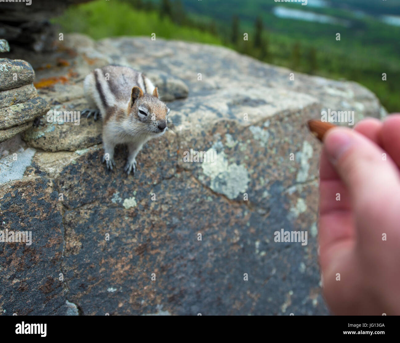 Hand outstretched offering nut to chipmunk on a rock. Stock Photo