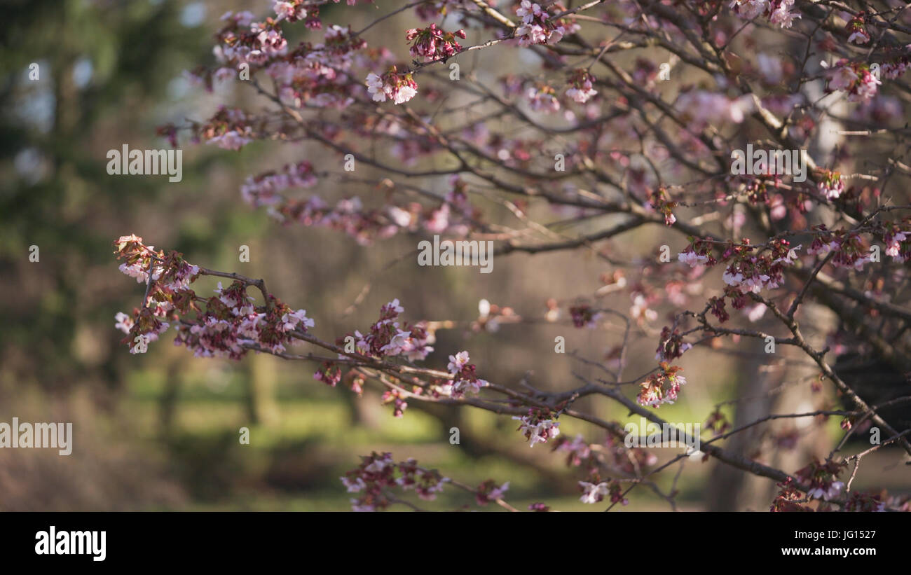 4k sakura cherry blossom leaves hi-res stock photography and images - Alamy