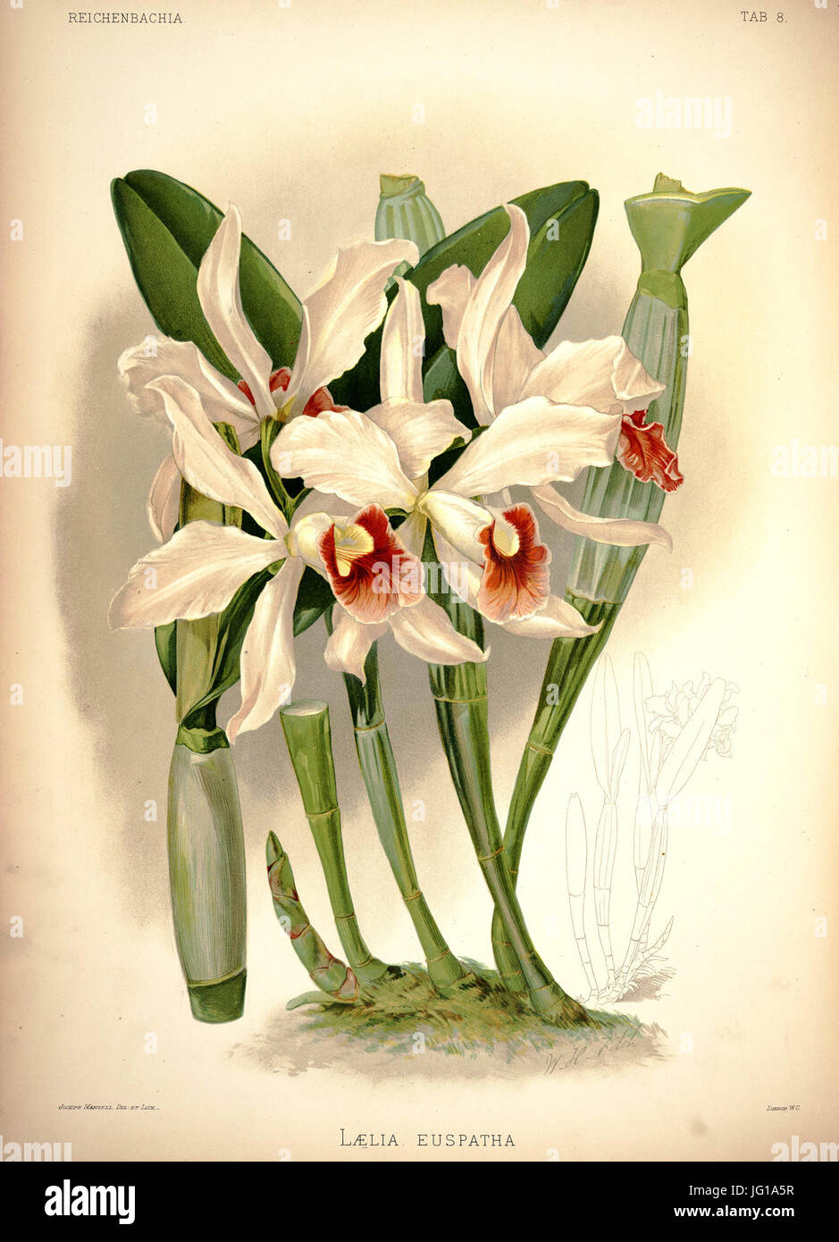 Frederick Sander - Reichenbachia I plate 08 (1888) - Laelia × euspatha Stock Photo