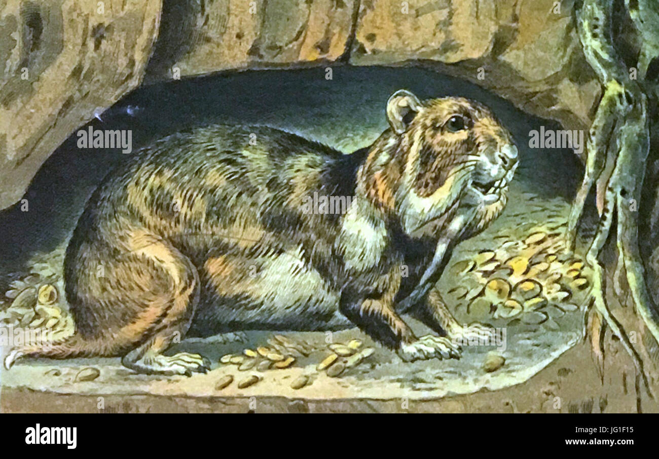 Garten und Feld Tafel 9 Hamster (Cricetus frumentarius Pall.) Hase (Lepus timidius L.) skeleton Eckstein & Stähle, Kgl. Hofkunstanstalt, Stuttgart detail 03 Stock Photo
