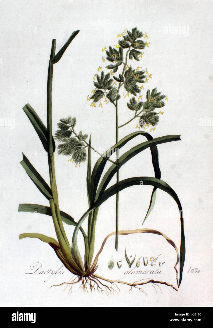 Dactylis glomerata   Flora Batava   Volume v2 Stock Photo