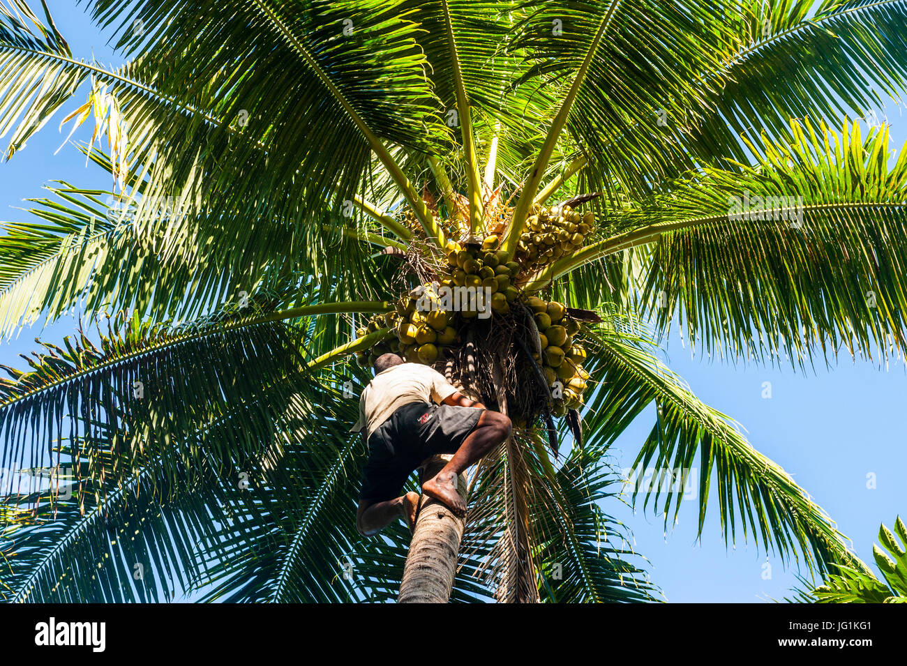 Famous Gecko man climbing on a coconut tree, Korovou Eco-Tour Resort, Naviti, Yasawas, Fiji, South Pacific Stock Photo