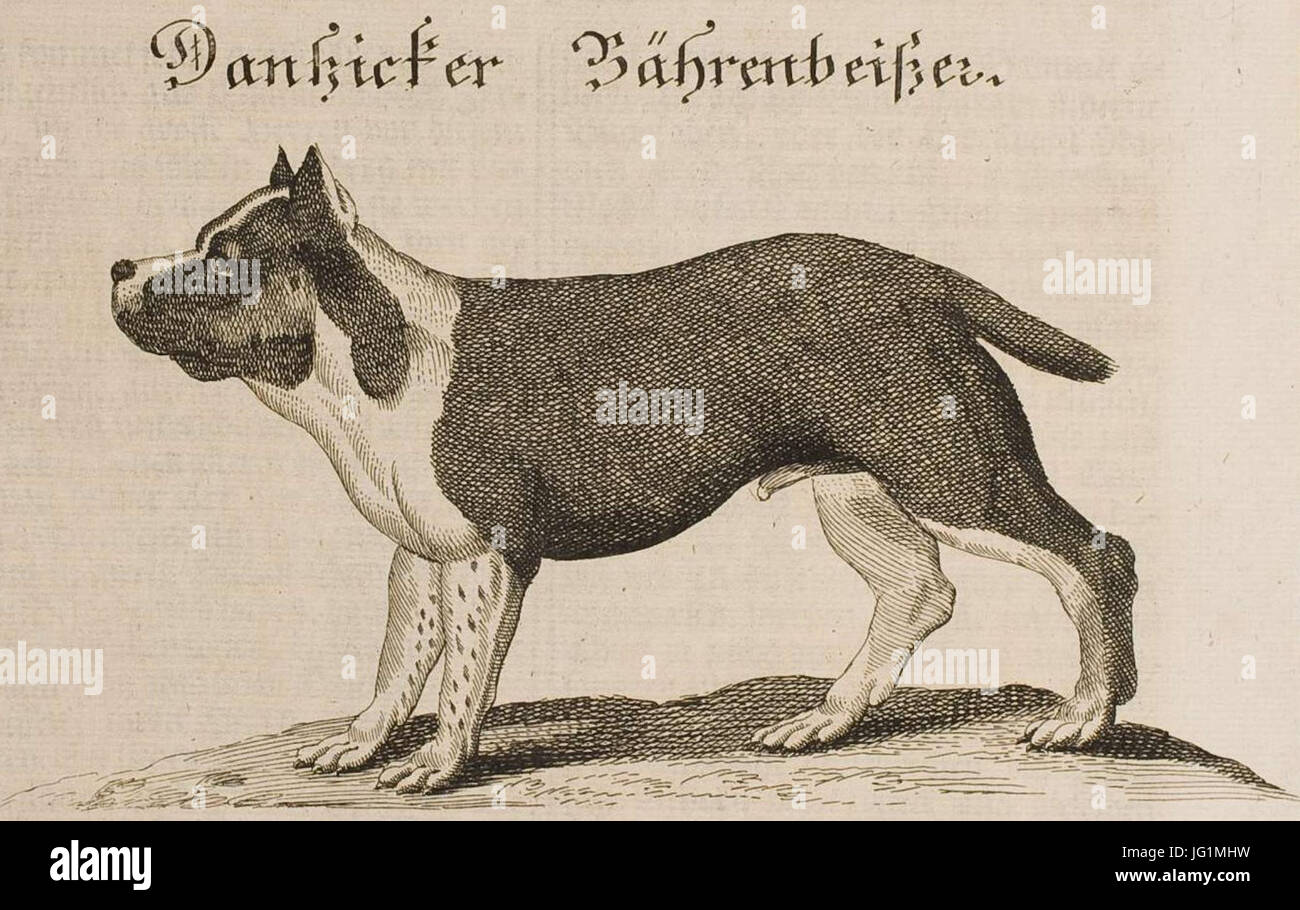 Порода самой древней собаки