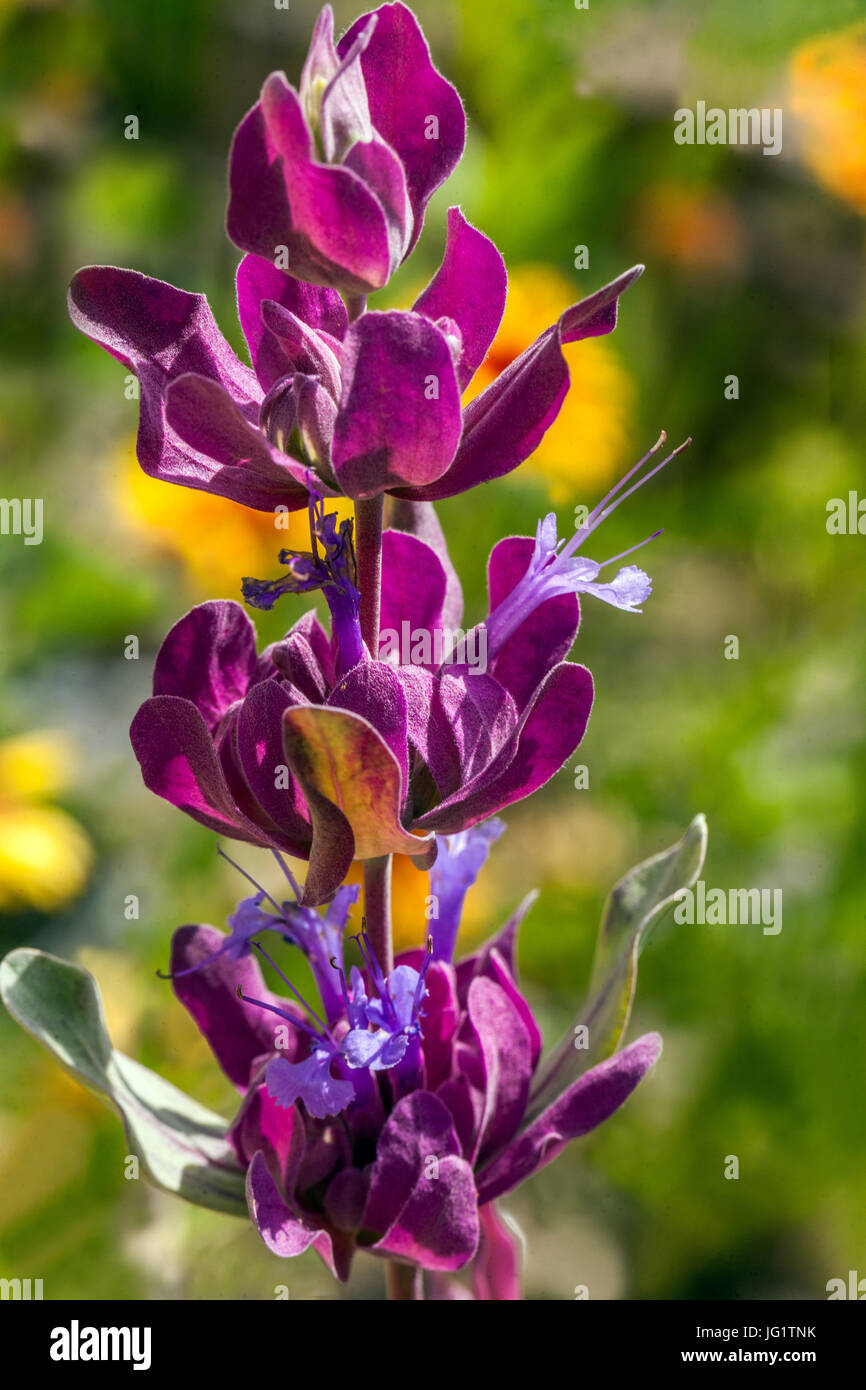 Salvia pachyphylla, Purple sage, Mountain desert sage in bloom Stock Photo