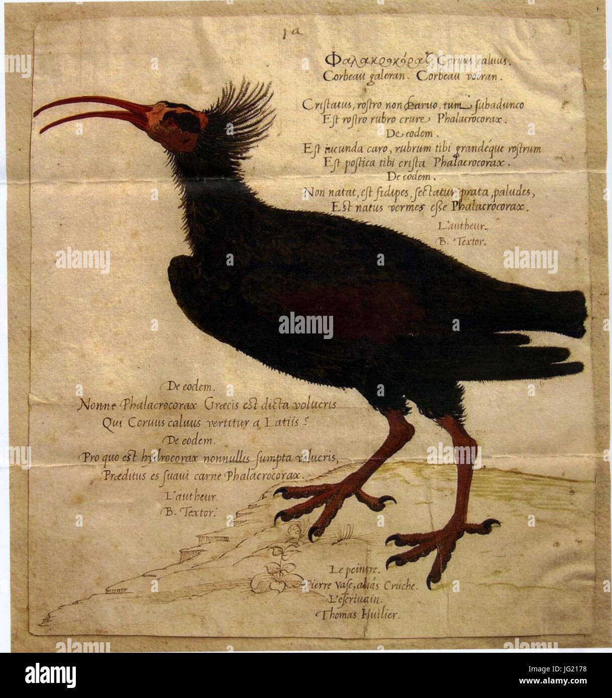 Page 10 Ibis Illustration High Resolution Stock Photography And Images Alamy