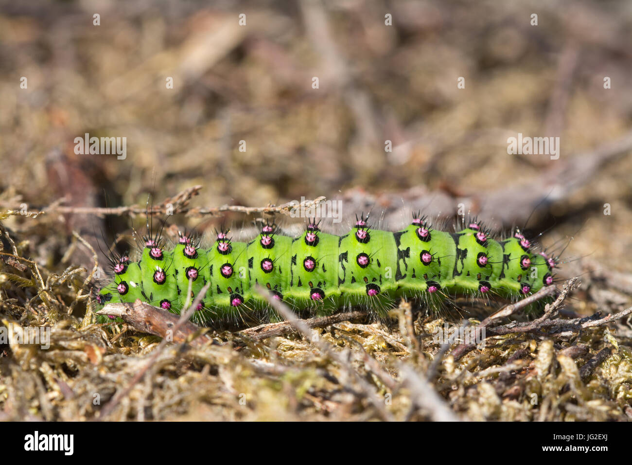 Close-up of brightly-coloured emperor moth (Saturnia pavonia) larva or caterpillar in heathland, UK Stock Photo