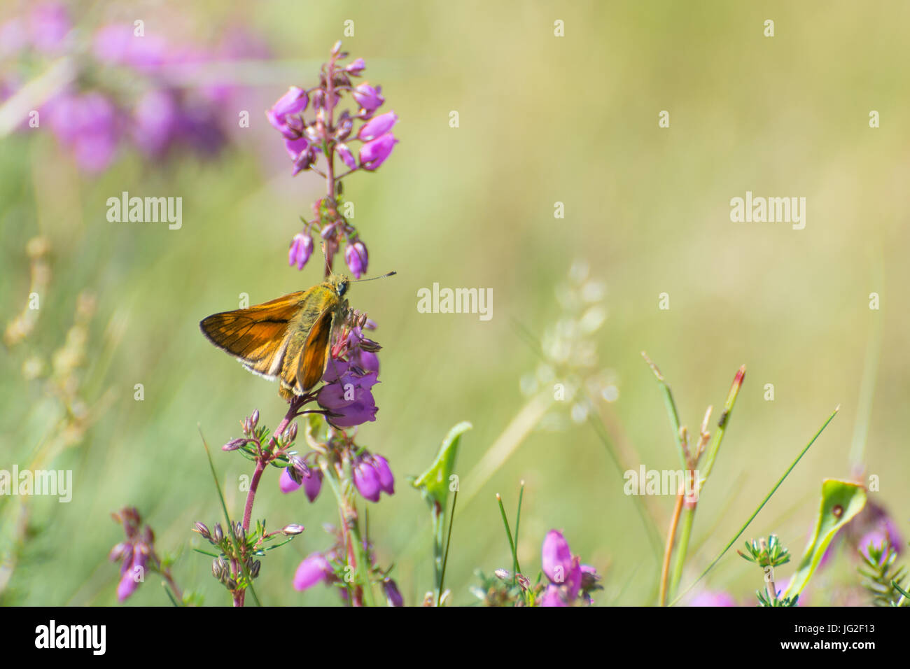 Large skipper butterfly (Ochlodes sylvanus) on bell heather flowers in Hampshire heathland, UK Stock Photo