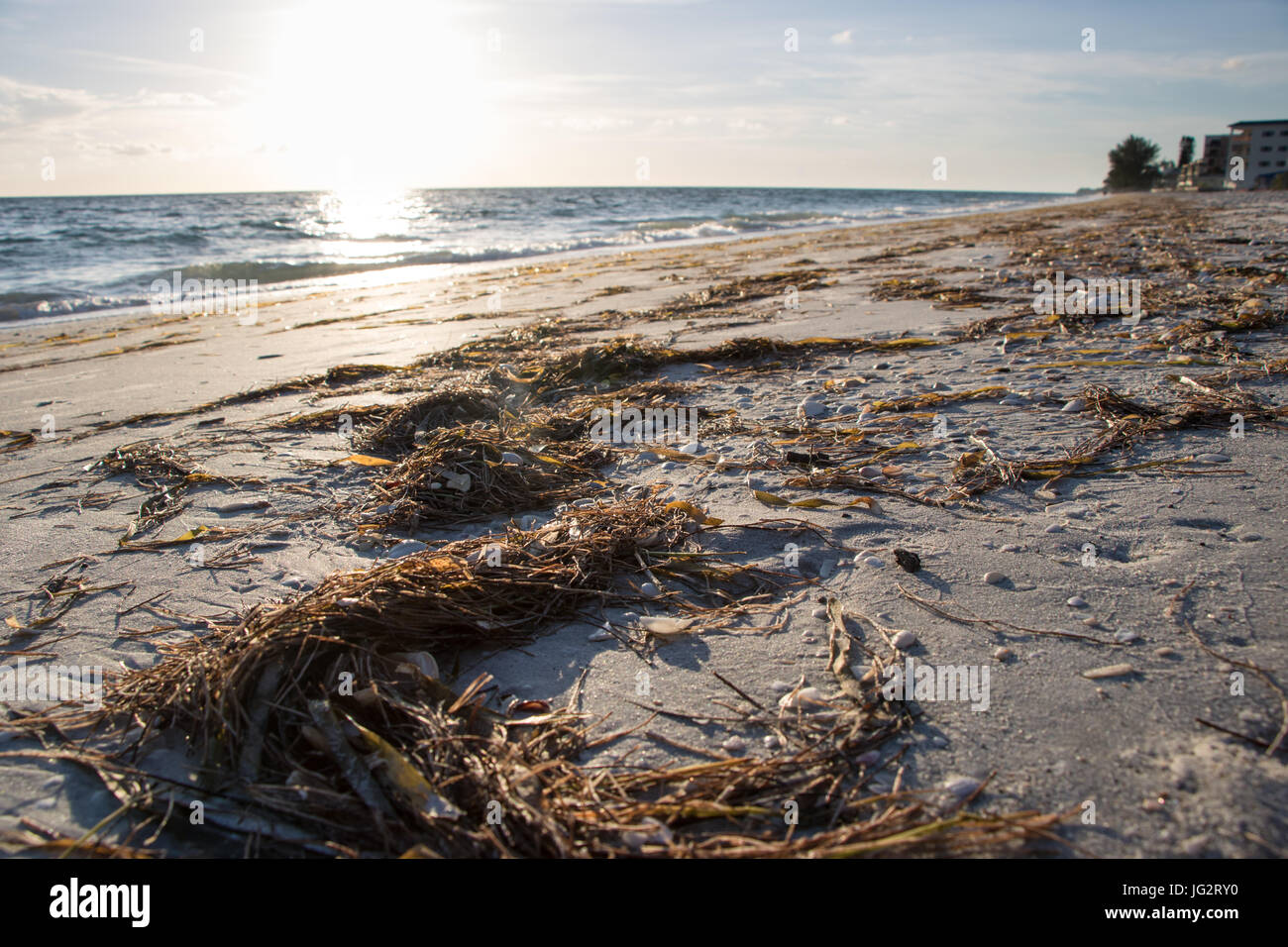 Seaweed on Beach Stock Photo