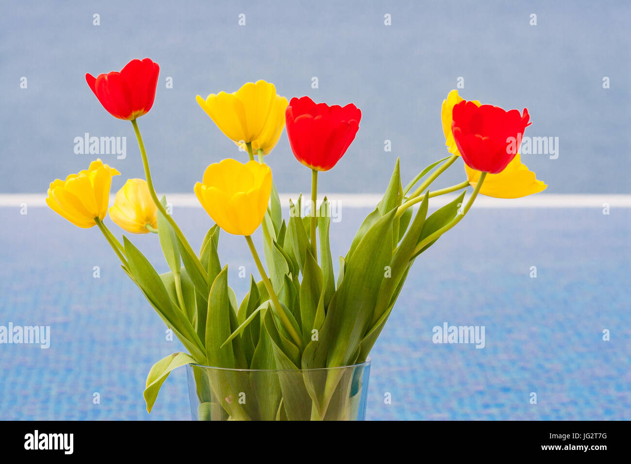 Yellow and red tulips in a vase by a villa swimming pool in Pomos, Cyprus Stock Photo