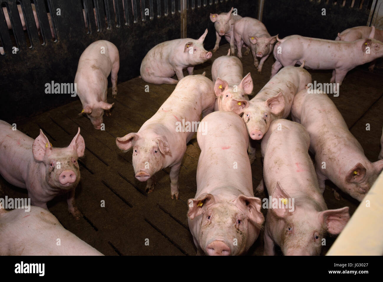 Pigs on the farm Stock Photo - Alamy