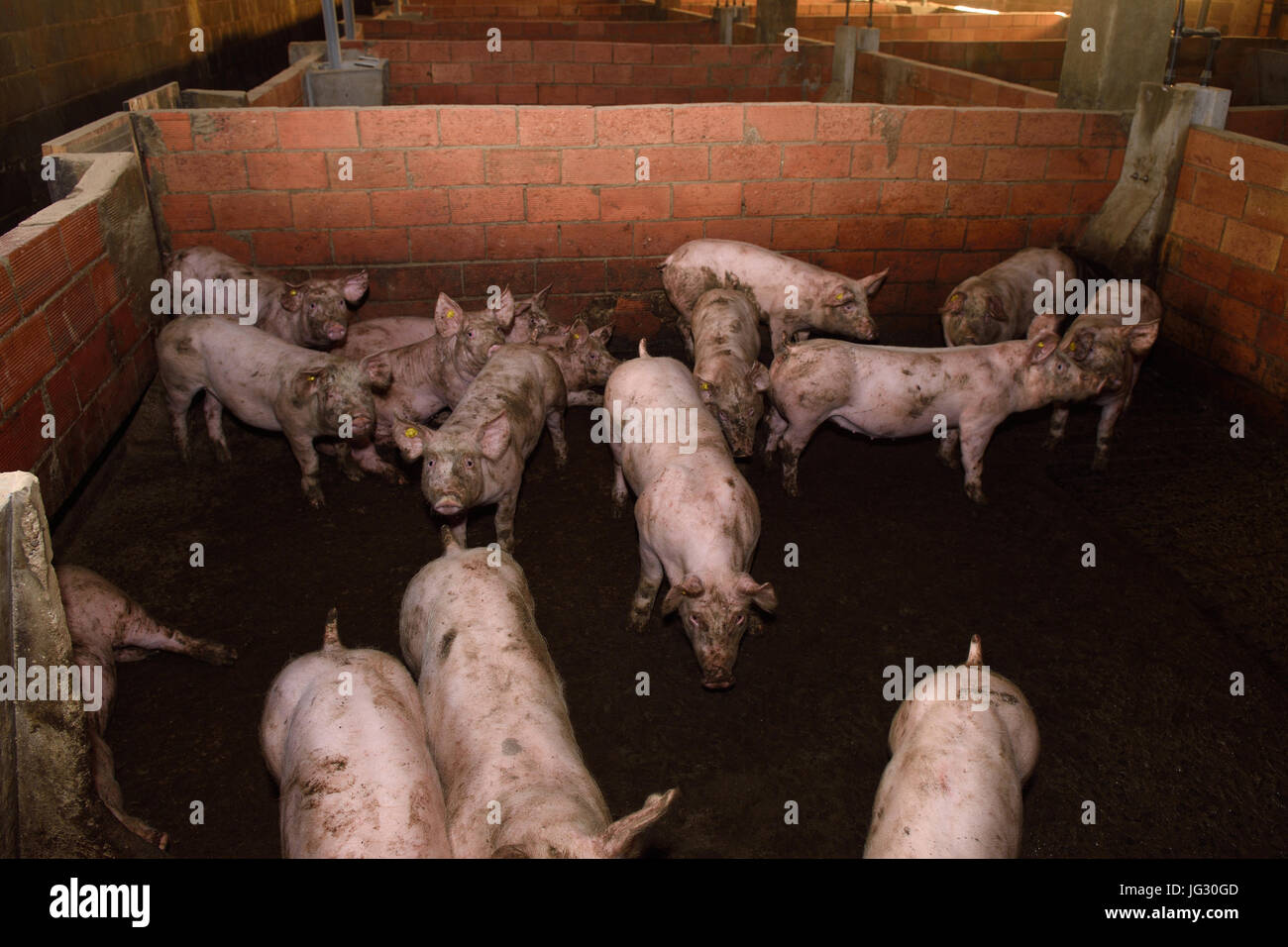 dirty pigs on a farm Stock Photo Alamy