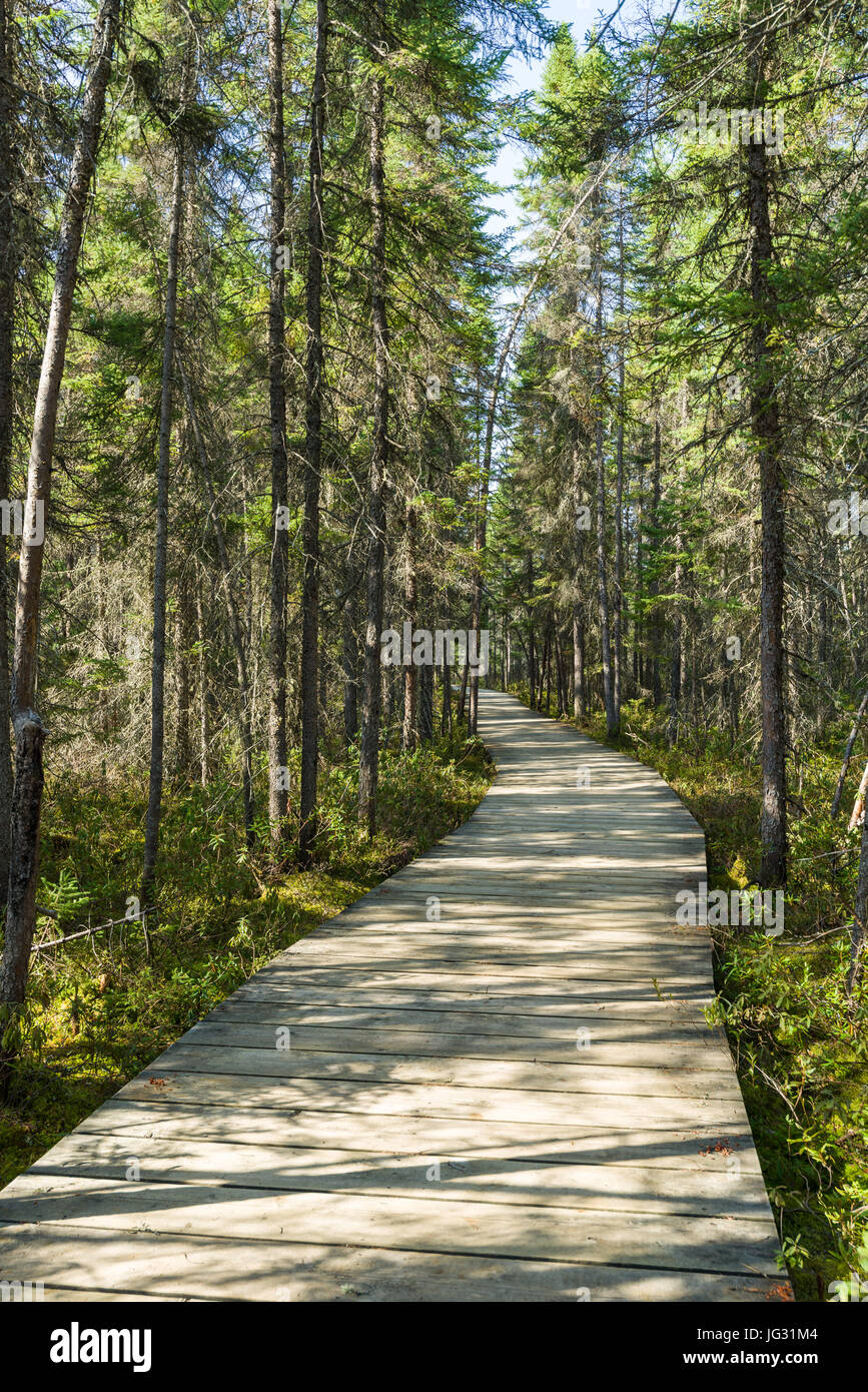 Spruce Bog Boardwalk, Algonquin Provincial Park, Ontario, Canada Stock Photo
