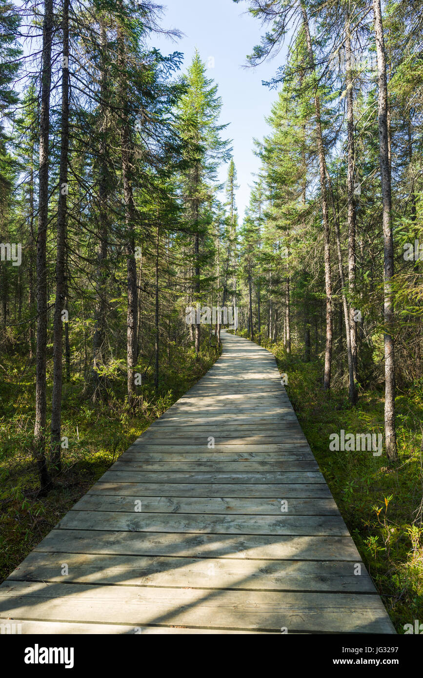 Spruce Bog Boardwalk, Algonquin Provincial Park, Ontario, Canada Stock Photo